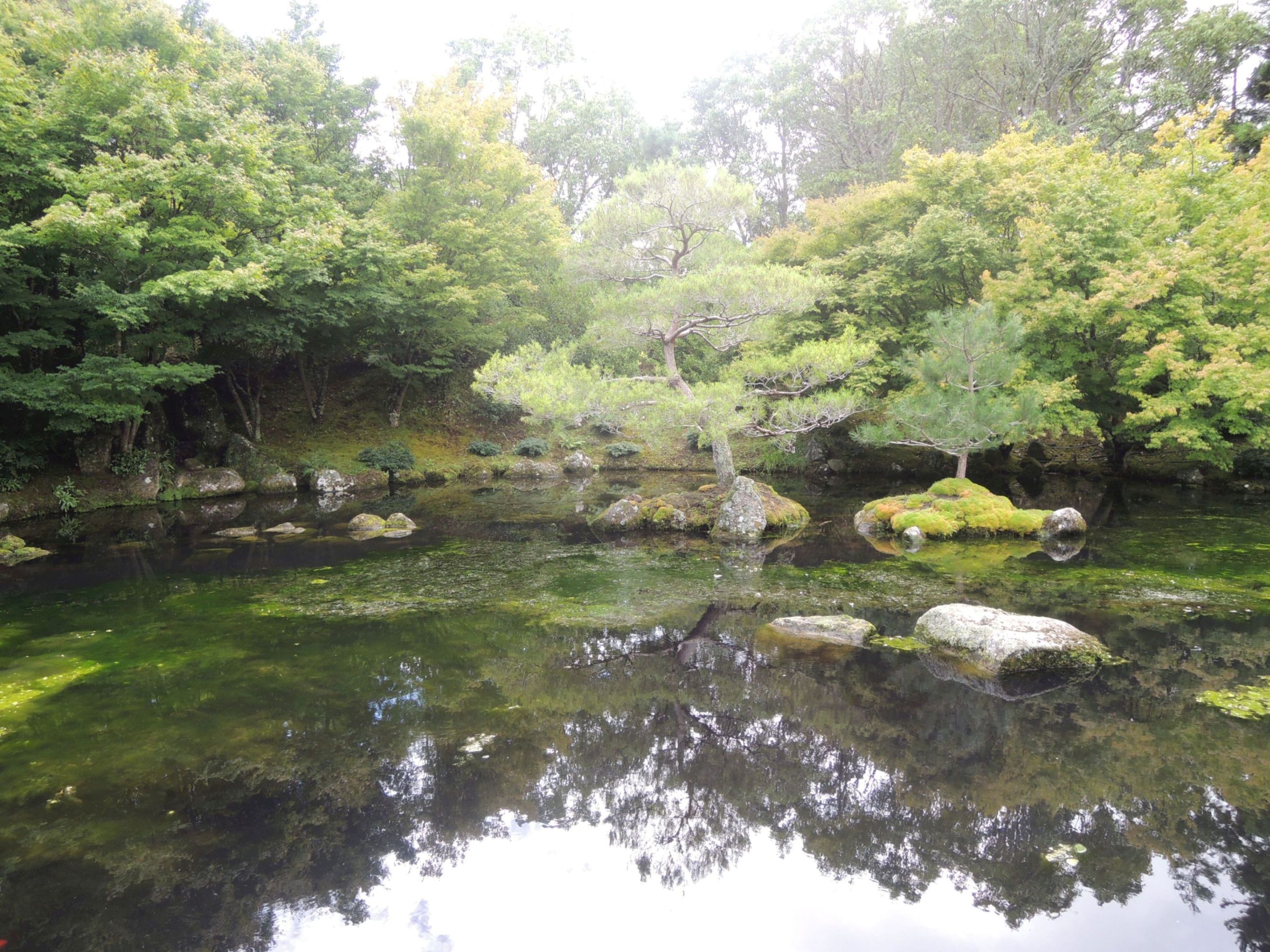 Jazierko v japonskej záhrade