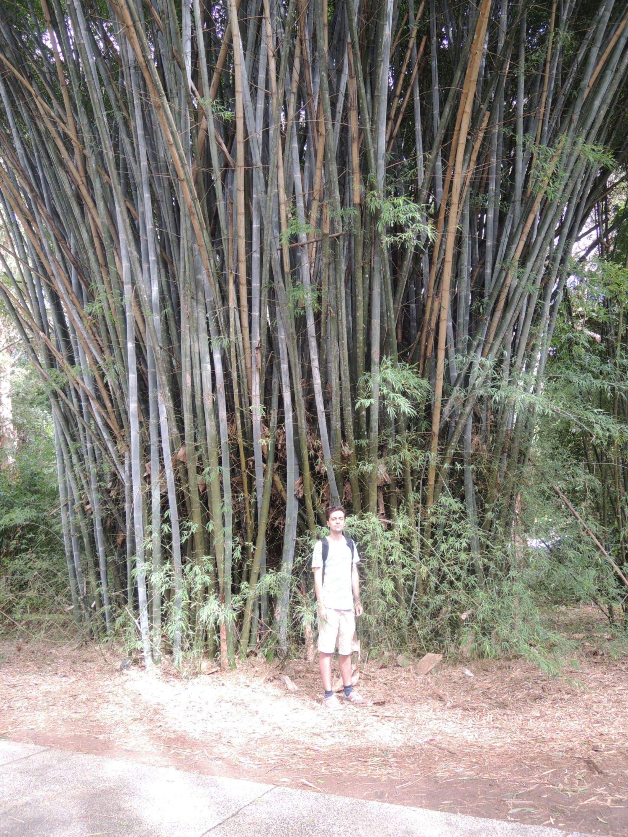 Bambusisko