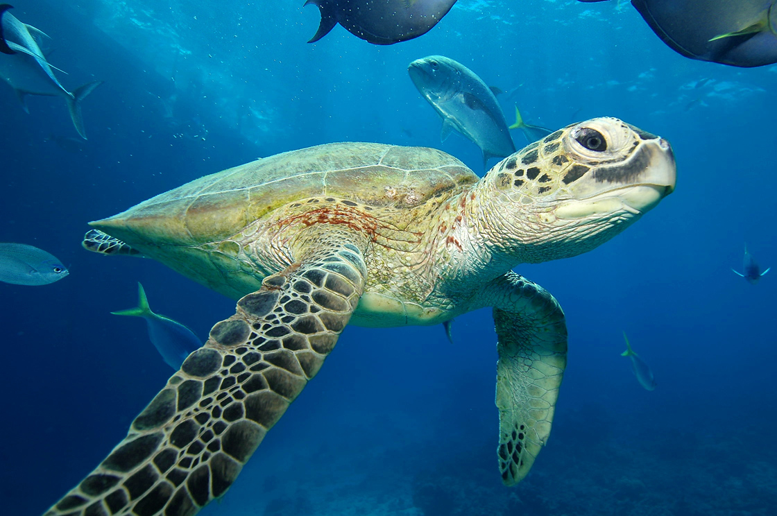 Nájdi cieľ č.2 - korytnačka (Promo fotka Sunlover Reef Cruises)