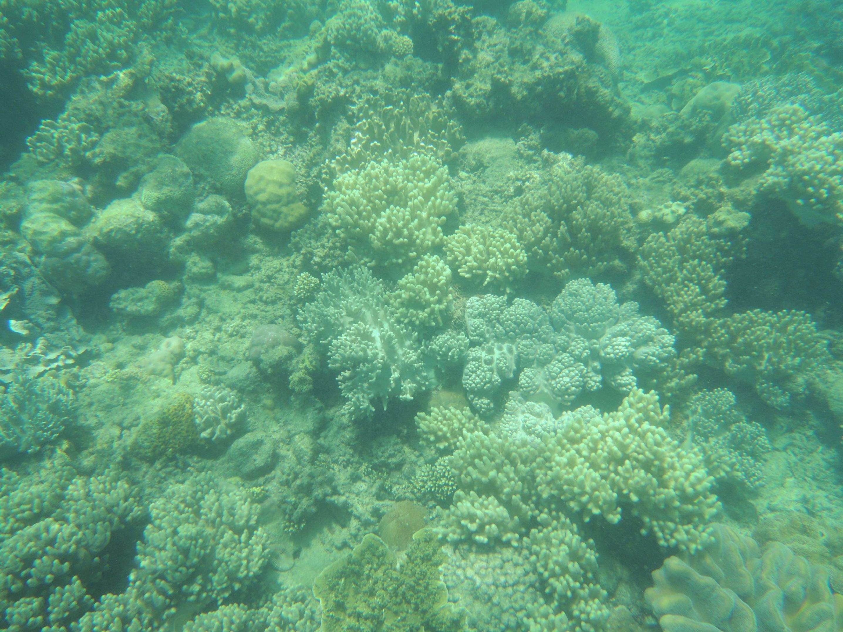 Koralová bariéra 1
