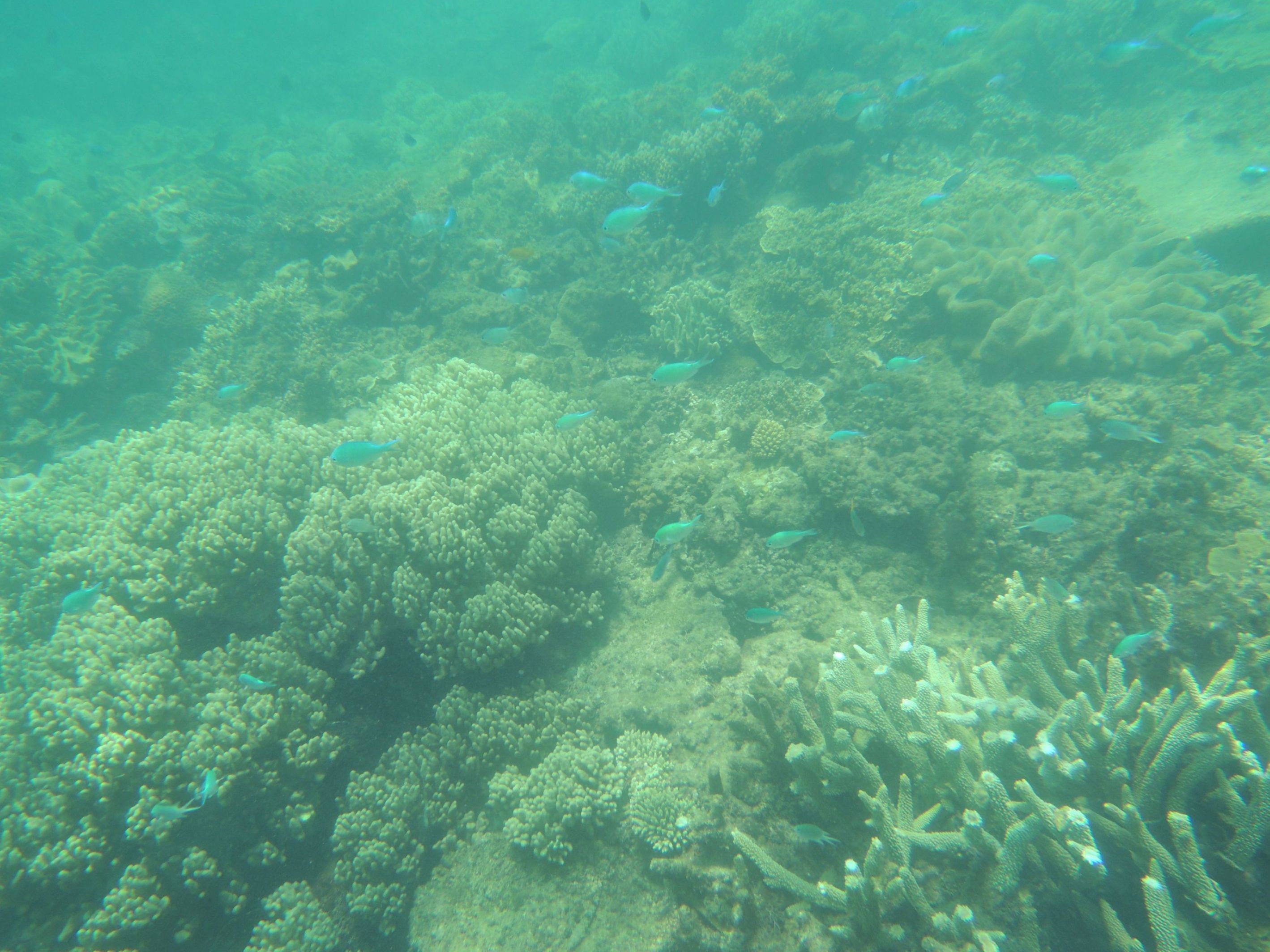 Koralová bariéra 4