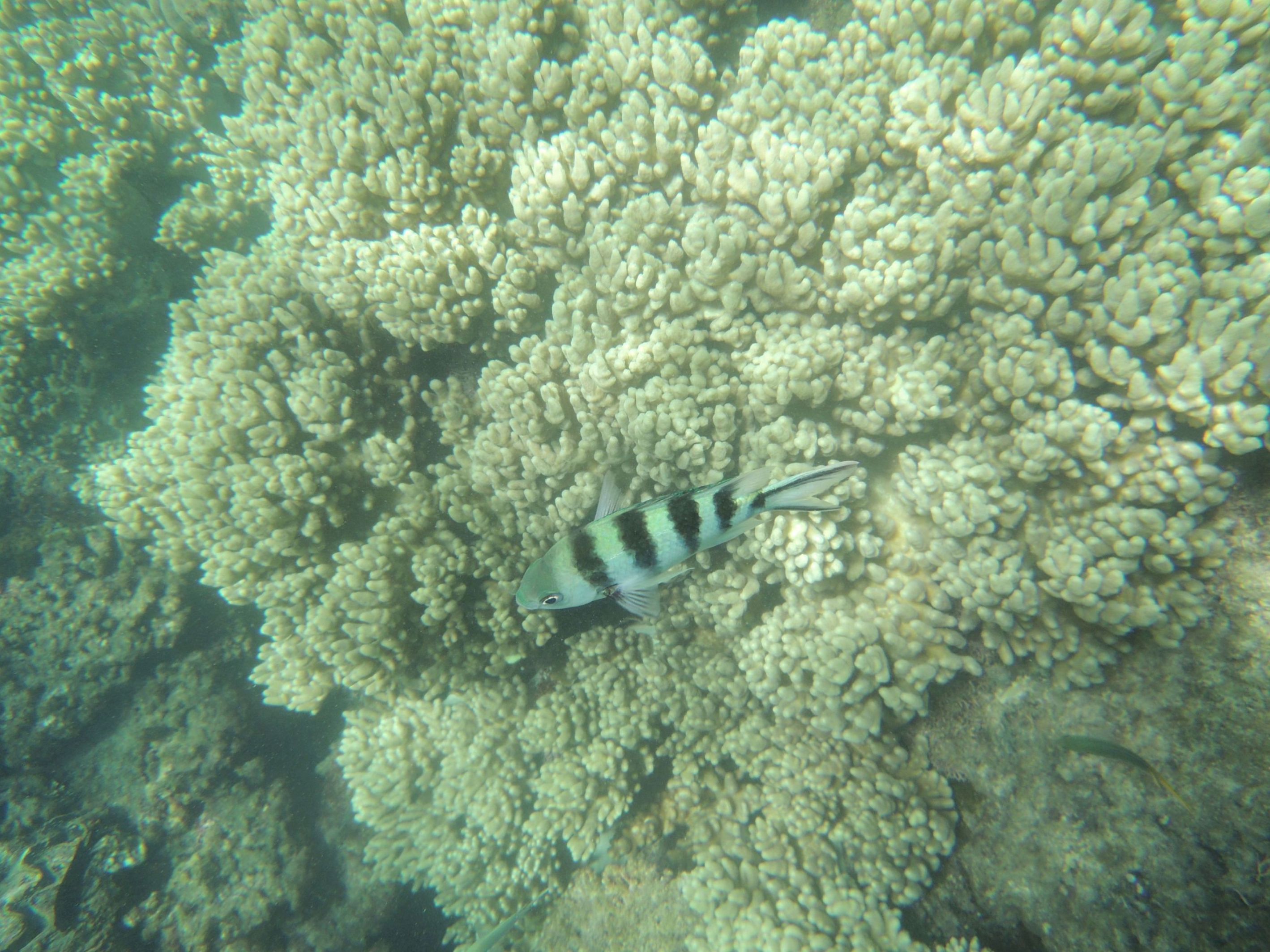 Koralová bariéra 5