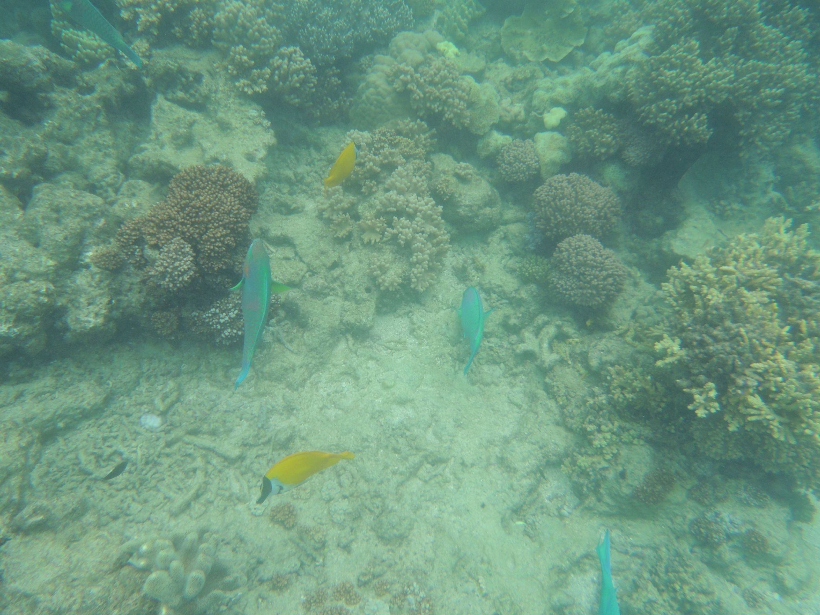 Koralová bariéra 8