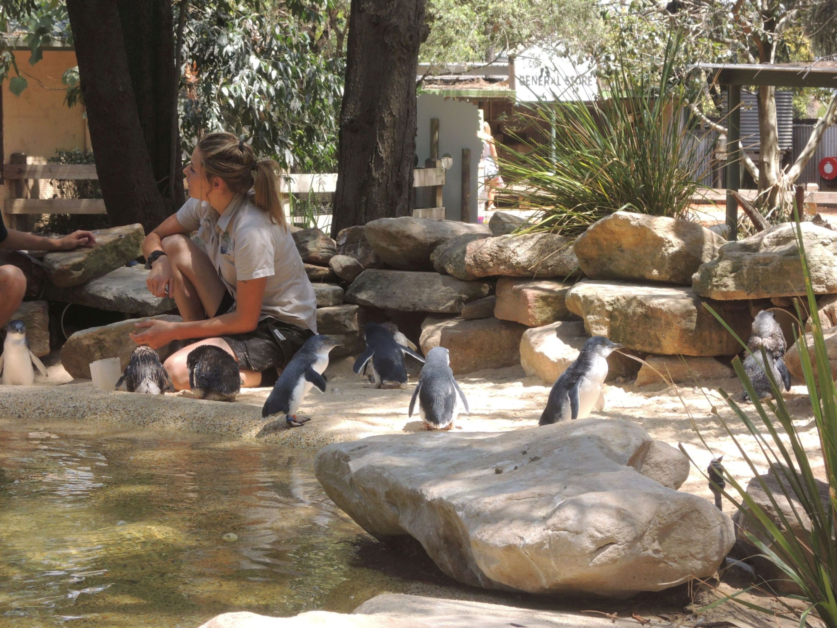 Tučniaky Austrálie