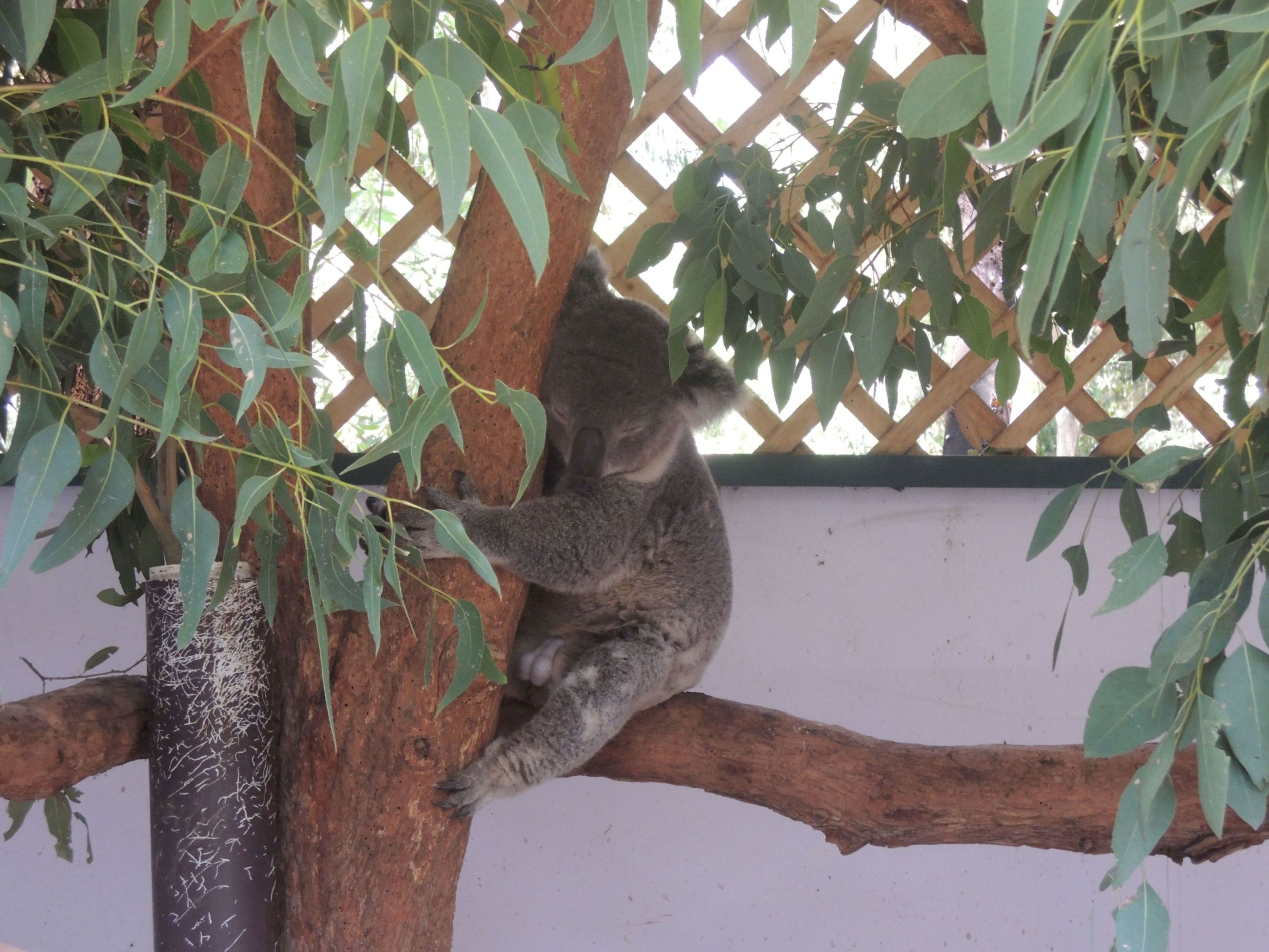 Spiaca koala