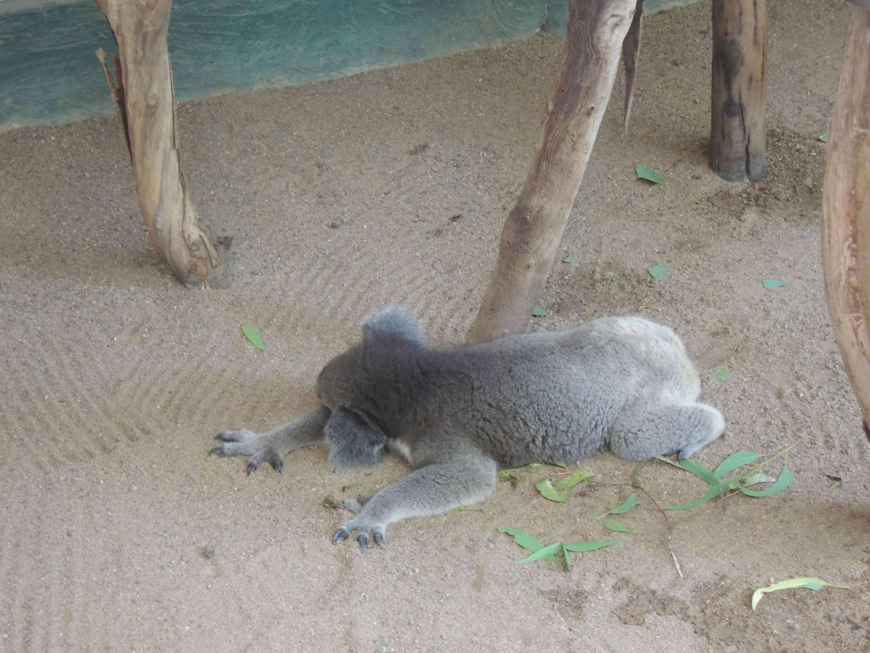 Spiaca koala 2
