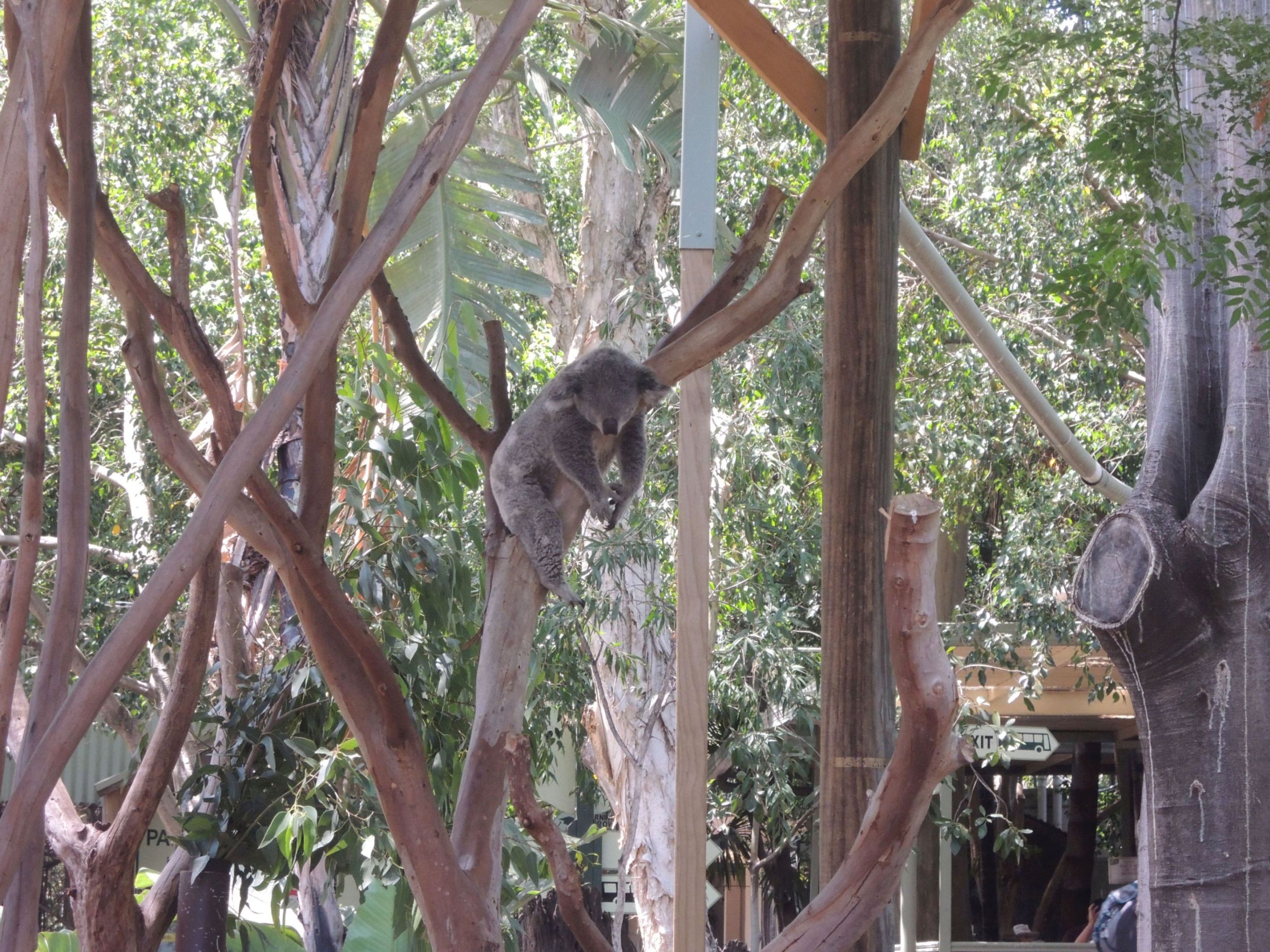 Spiaca koala 3