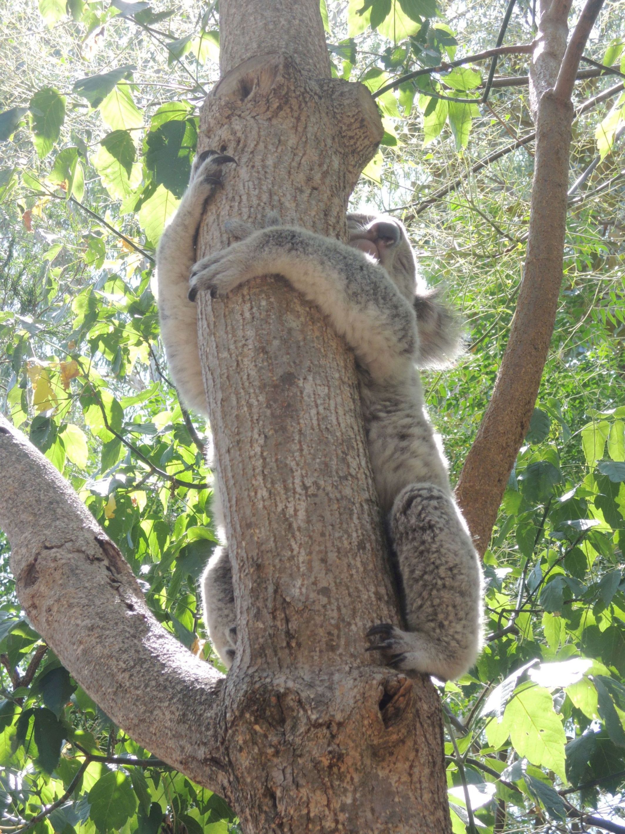 Spiaca koala 5
