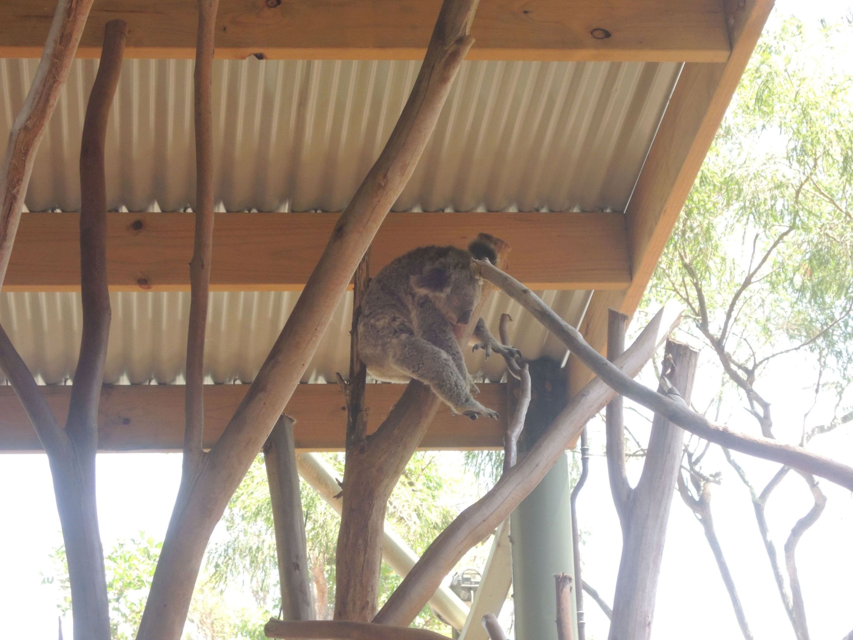 Spiaca koala 6