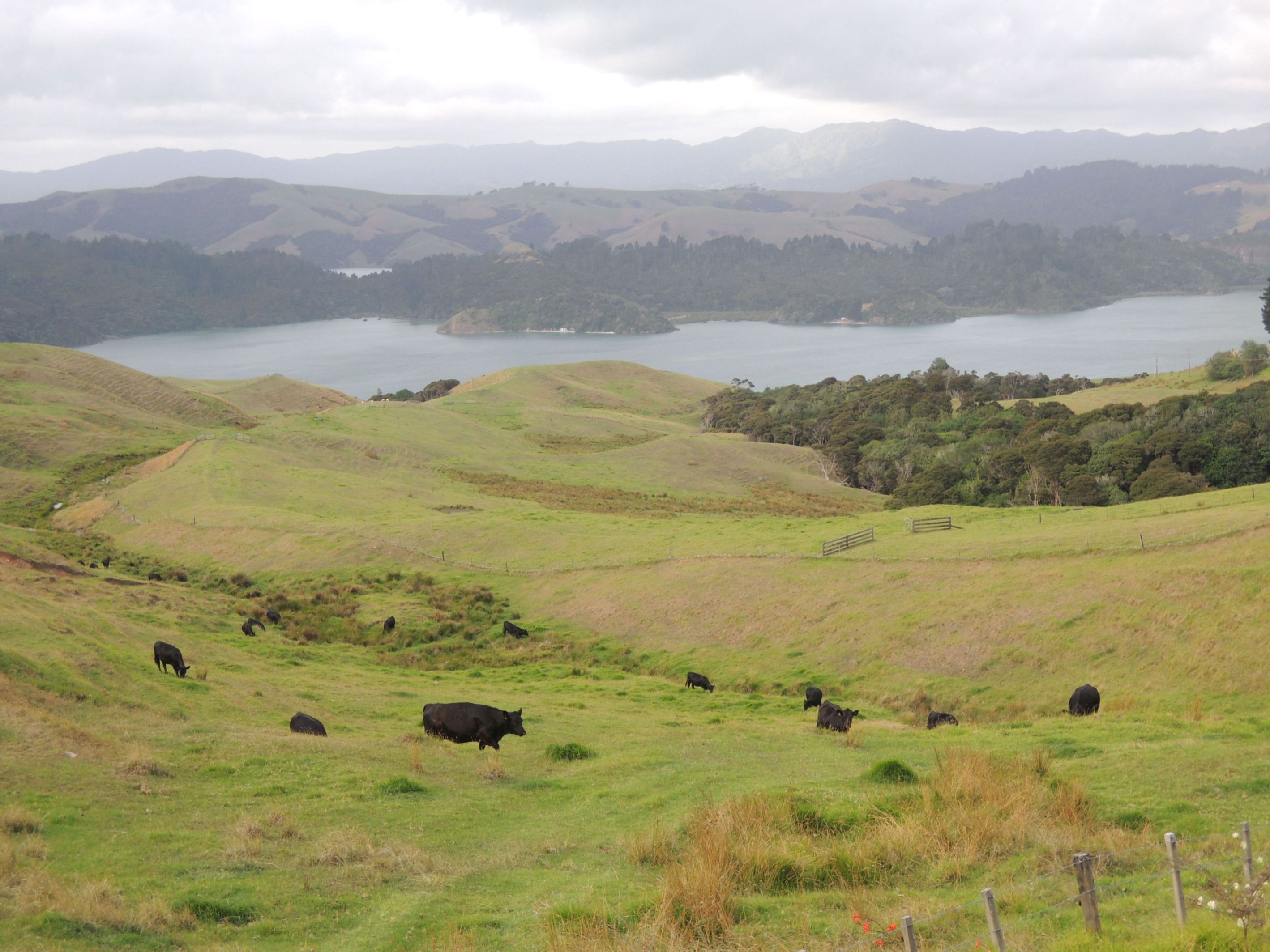 Novozélandský vidiek