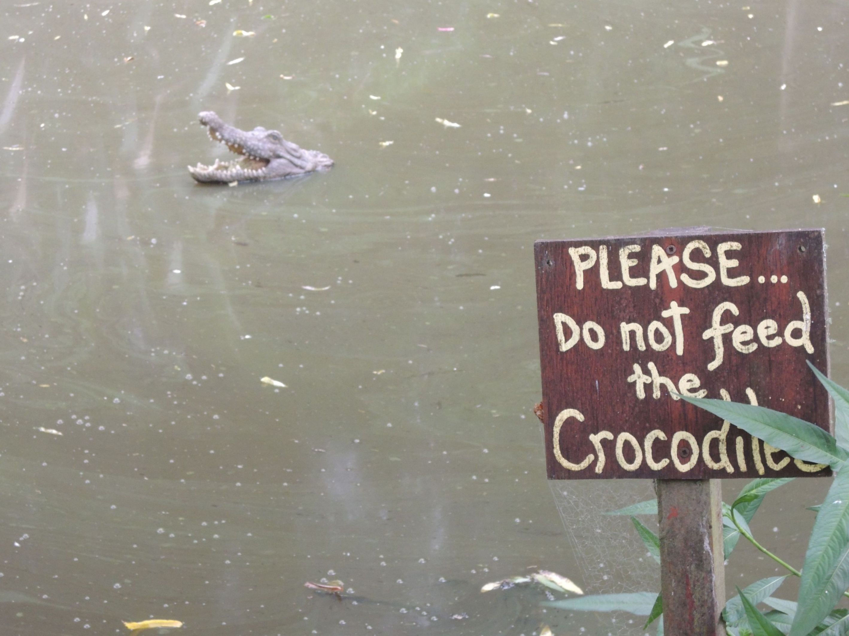 Nekŕmte krokodíla